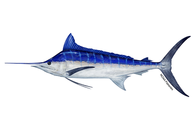 BLUE MARLIN