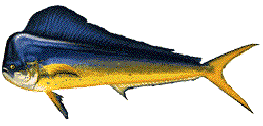 MAHI-MAHI