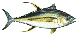 TUNA