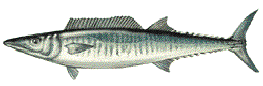 WAHOO