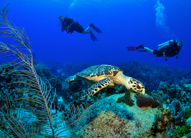 Visit some amazing Dive spots
