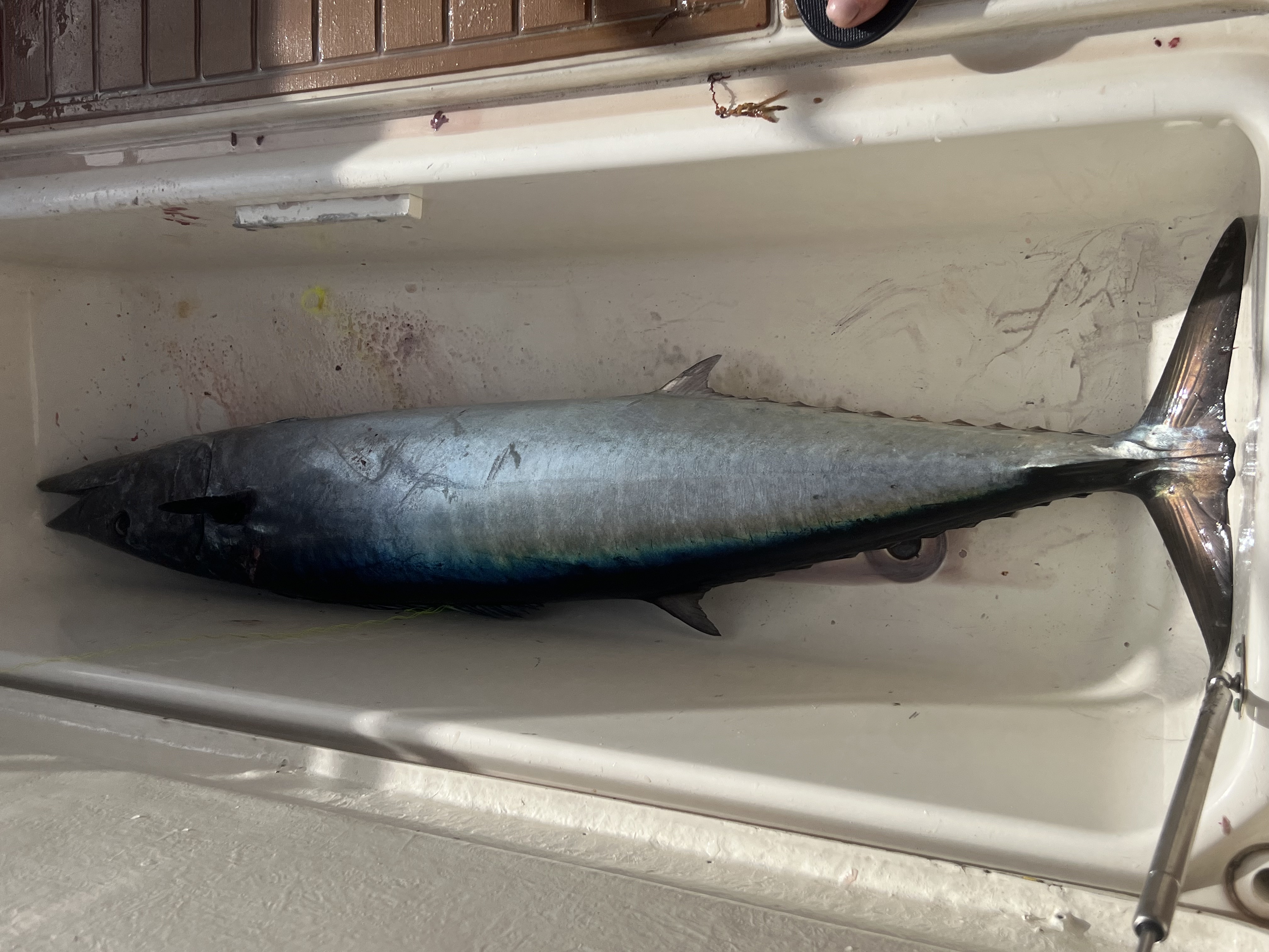 Wahoo catch on board